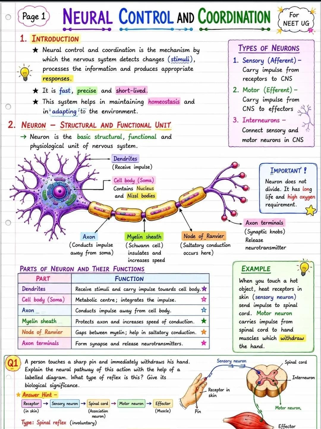 Introduction & the Neuron