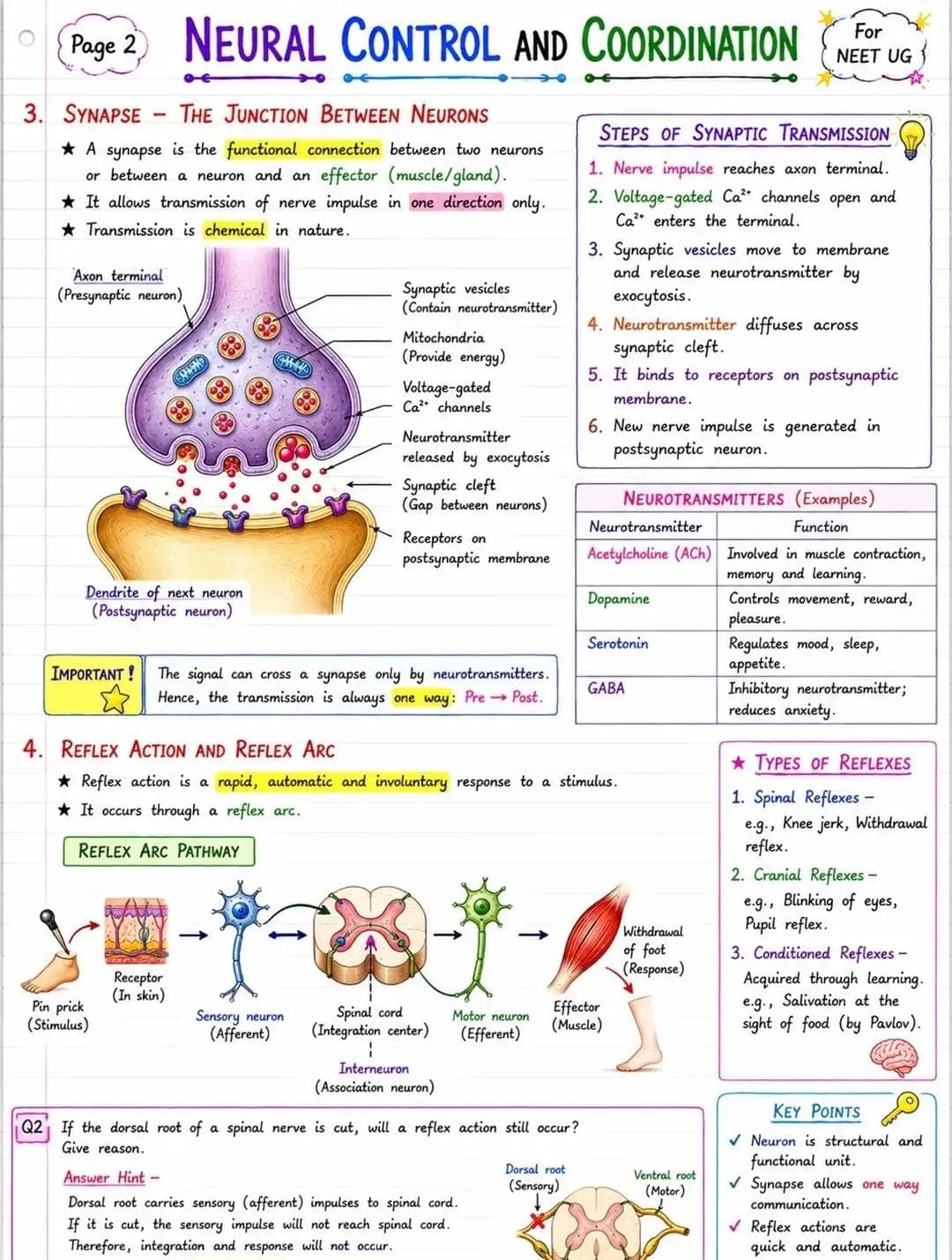 The Synapse & Reflex Action